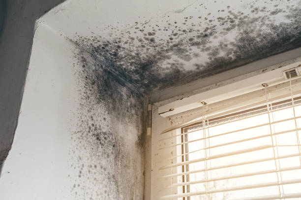 Affordable Mold Cleanup solutions in Montclair, VA